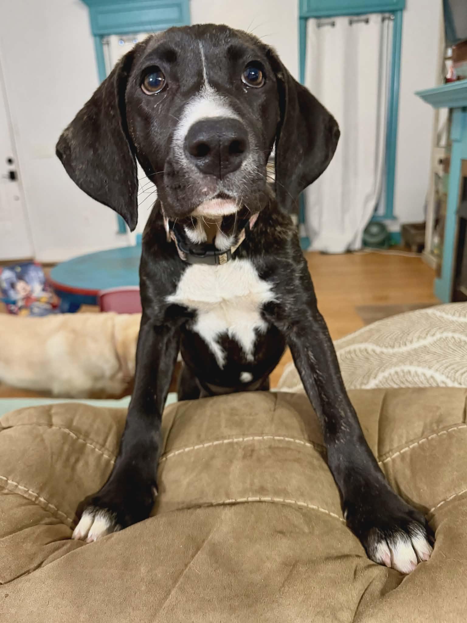 Ally, a ADOPTABLE mixed breed in Hilham, TN image 2/5