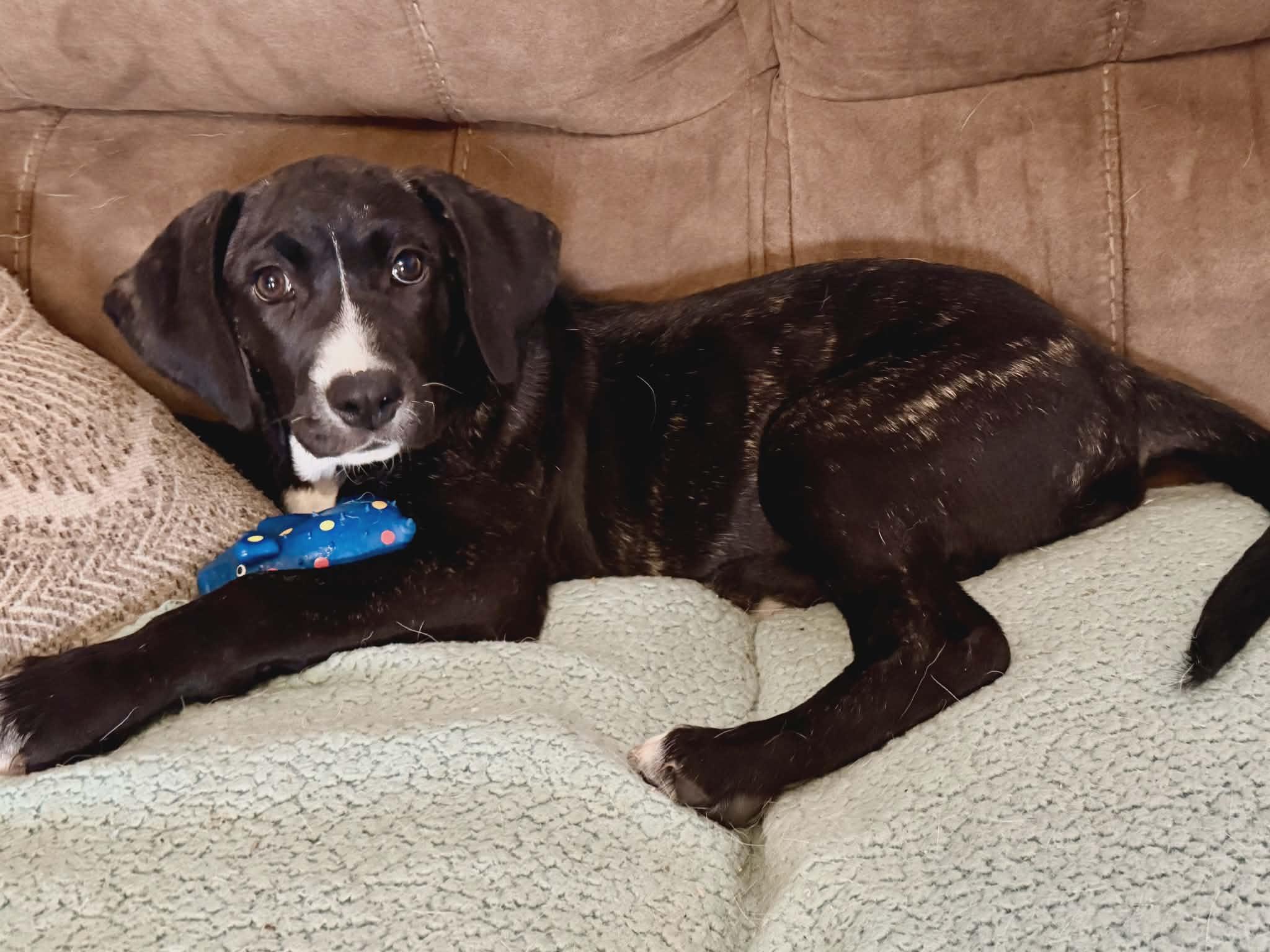 Ally, a ADOPTABLE mixed breed in Hilham, TN image 3/5