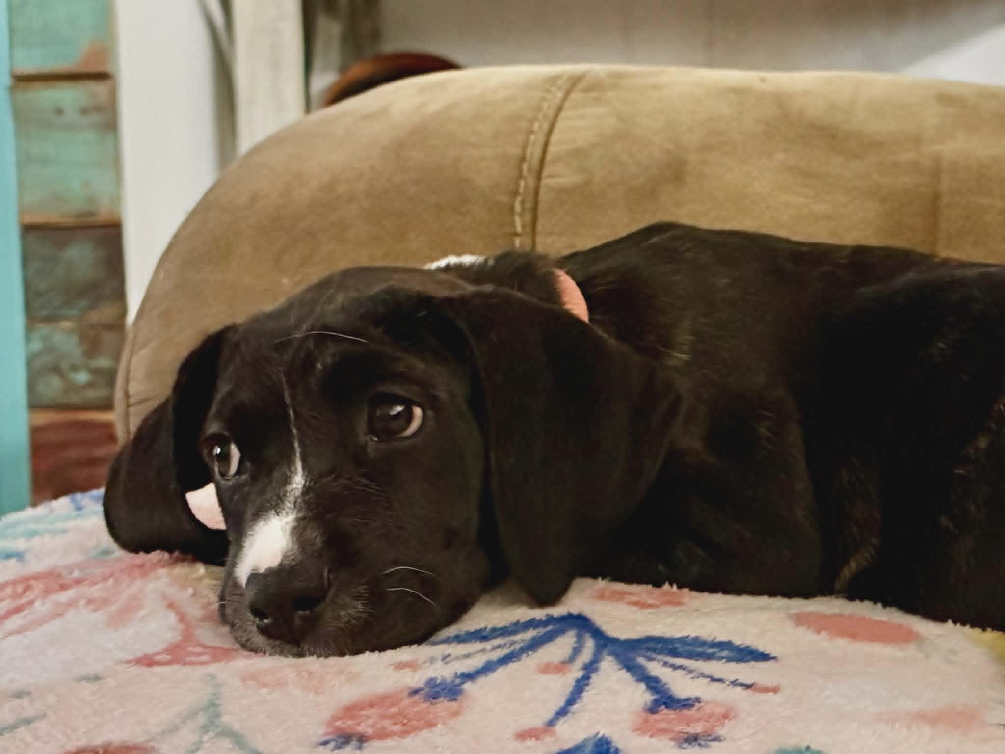 Ally, a ADOPTABLE mixed breed in Hilham, TN image 5/5