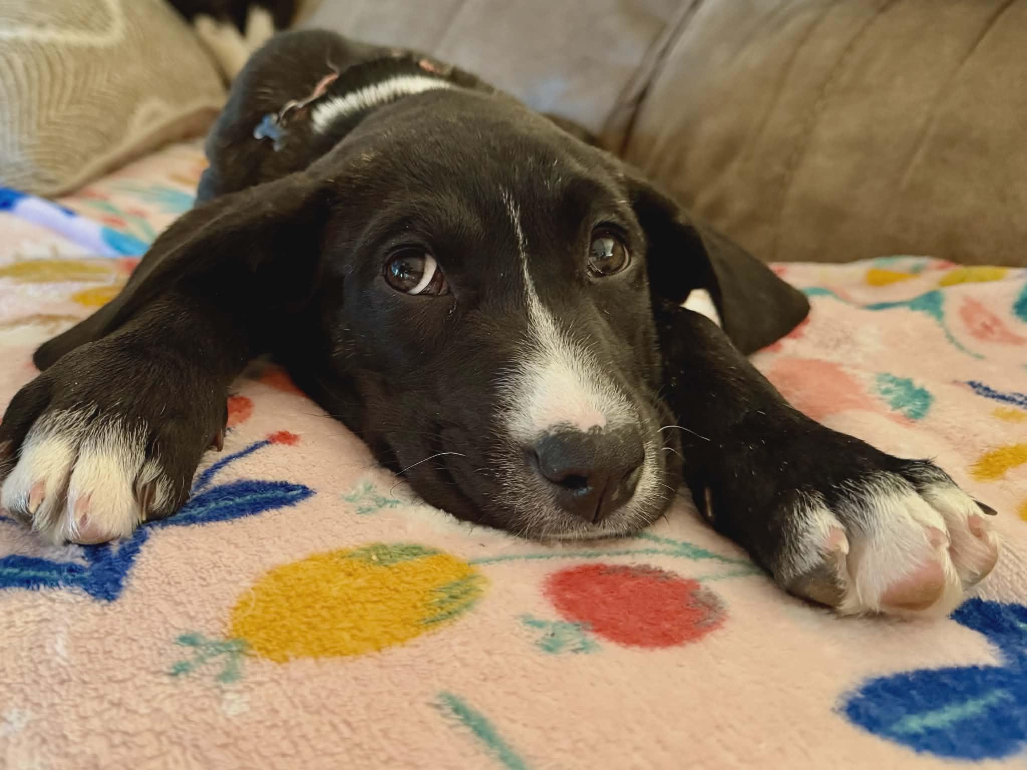 Ally, a ADOPTABLE mixed breed in Hilham, TN image 4/5
