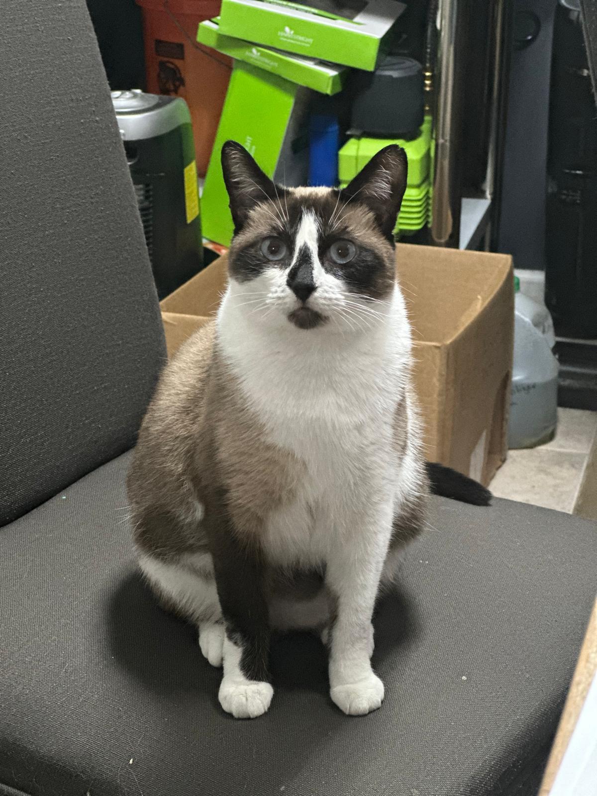 Sunshine, an adoptable Snowshoe, Siamese in miami, FL, 33190 | Photo Image 4