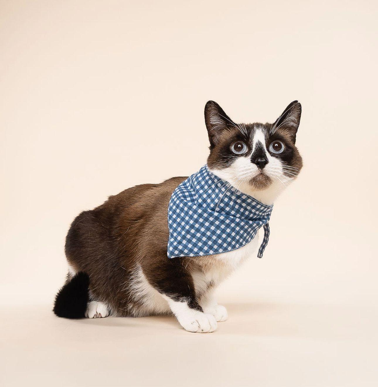 Sunshine, an adoptable Snowshoe, Siamese in miami, FL, 33190 | Photo Image 1