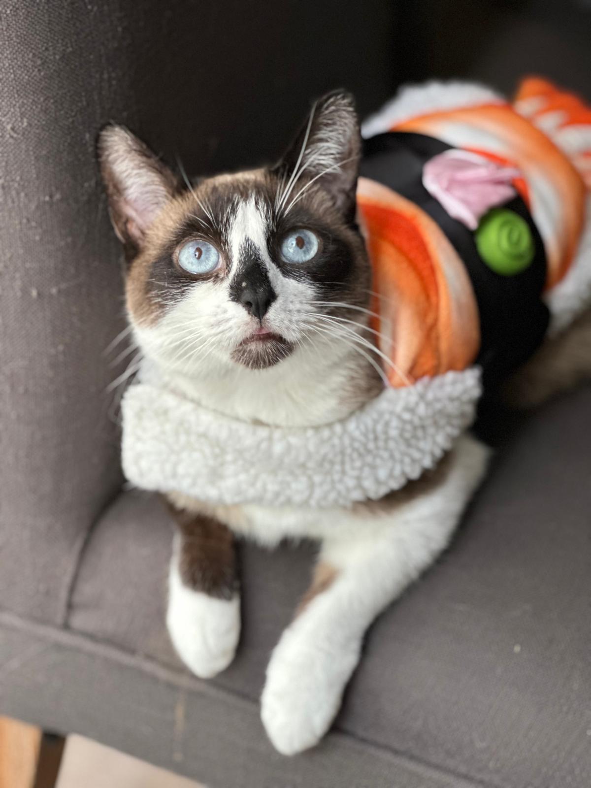 Sunshine, an adoptable Snowshoe, Siamese in miami, FL, 33190 | Photo Image 3