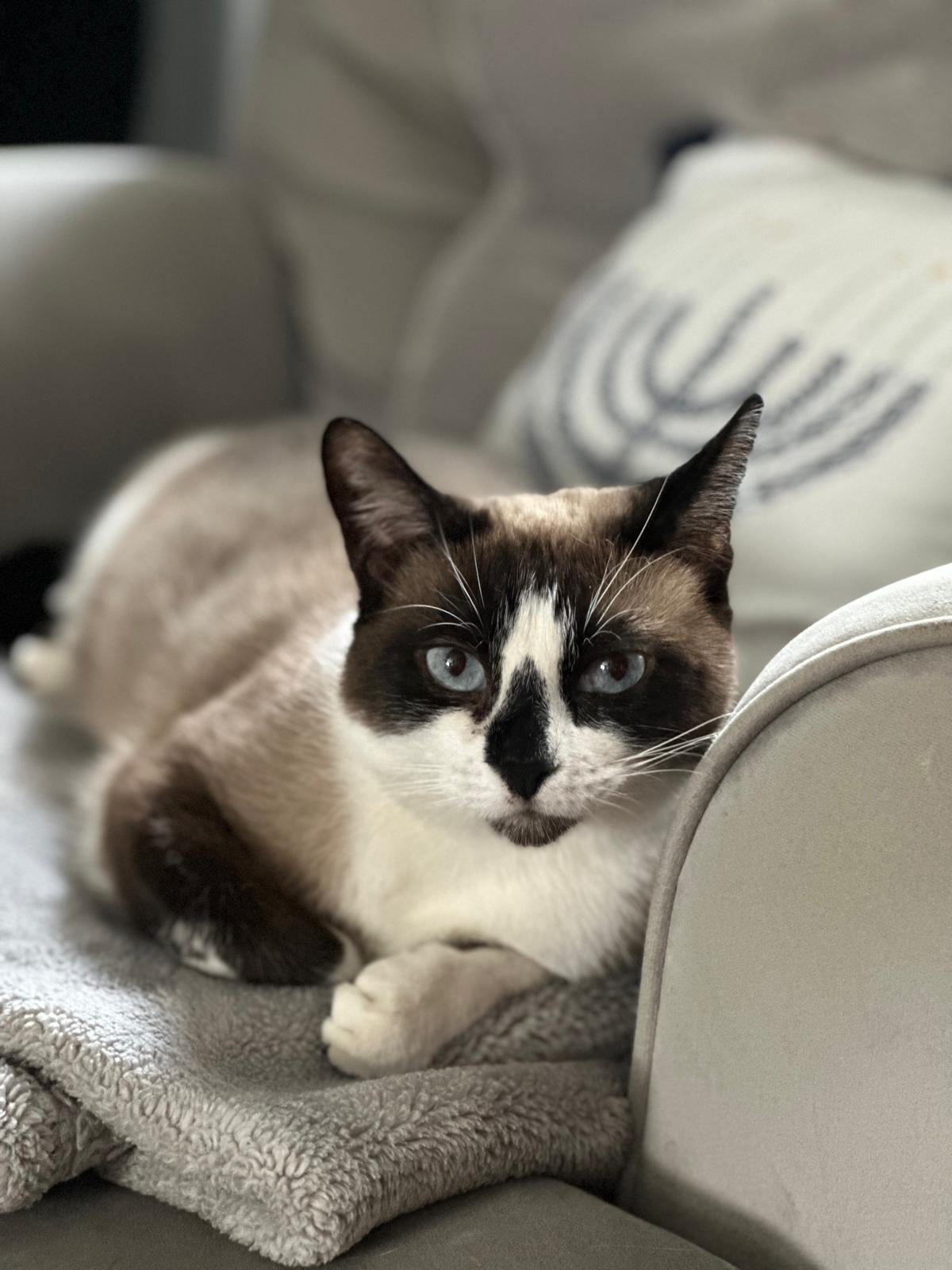 Sunshine, an adoptable Snowshoe, Siamese in miami, FL, 33190 | Photo Image 5