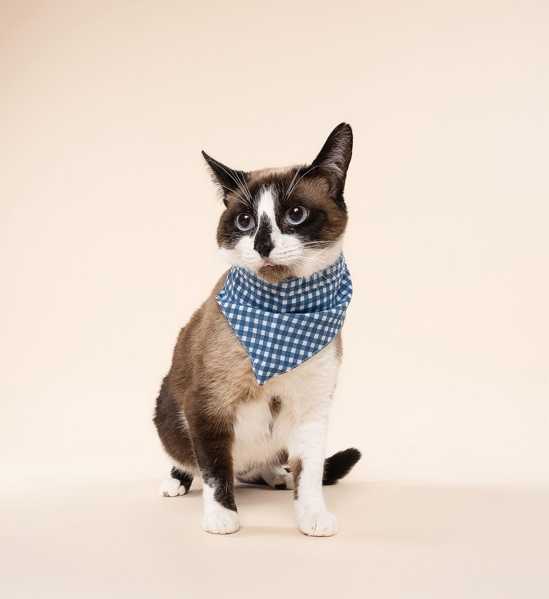Sunshine, an adoptable Snowshoe, Siamese in miami, FL, 33190 | Photo Image 2