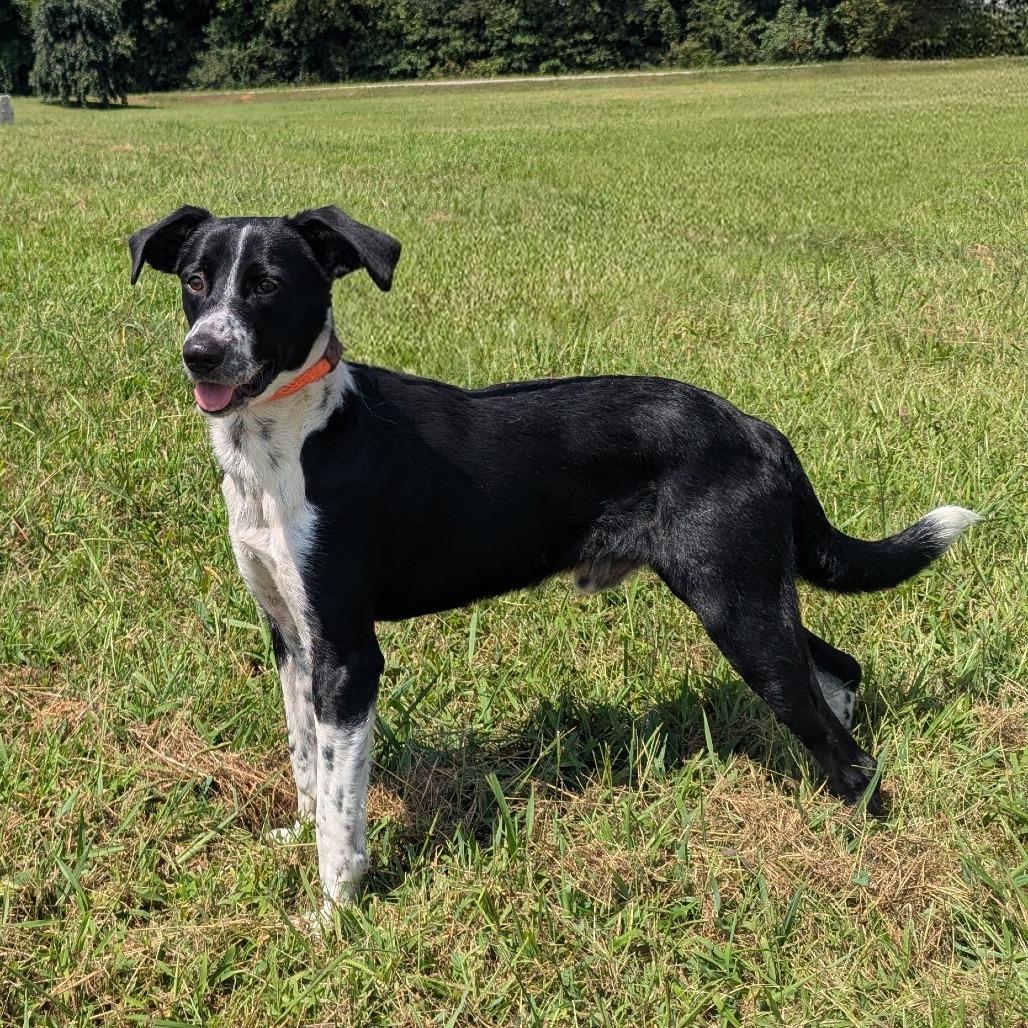 Roy Kent, Adoptable, Adult Male Border Collie & Mixed Breed.