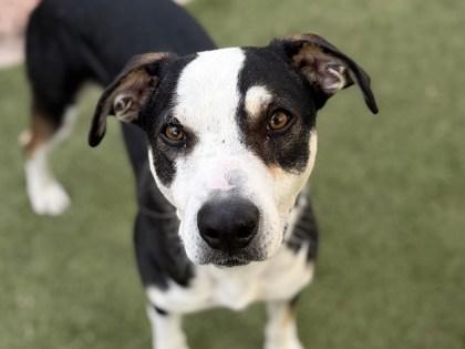 Daniel, Adoptable, Adult Male Treeing Walker Coonhound & Mixed Breed.