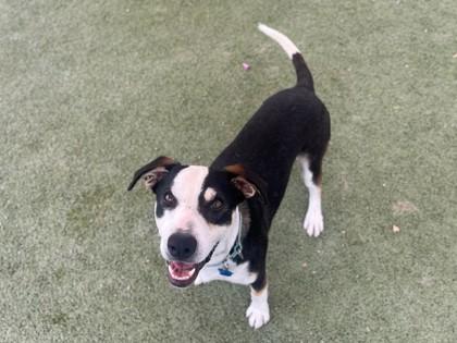 Daniel, Adoptable, Adult Male Treeing Walker Coonhound & Mixed Breed.