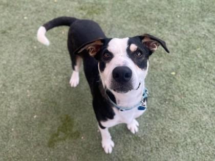 Enlarge Daniel, a Adoptable mixed breed in Phoenix, AZ image 2/3