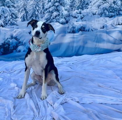 Enlarge Daniel, a Adoptable mixed breed in Phoenix, AZ image 3/3