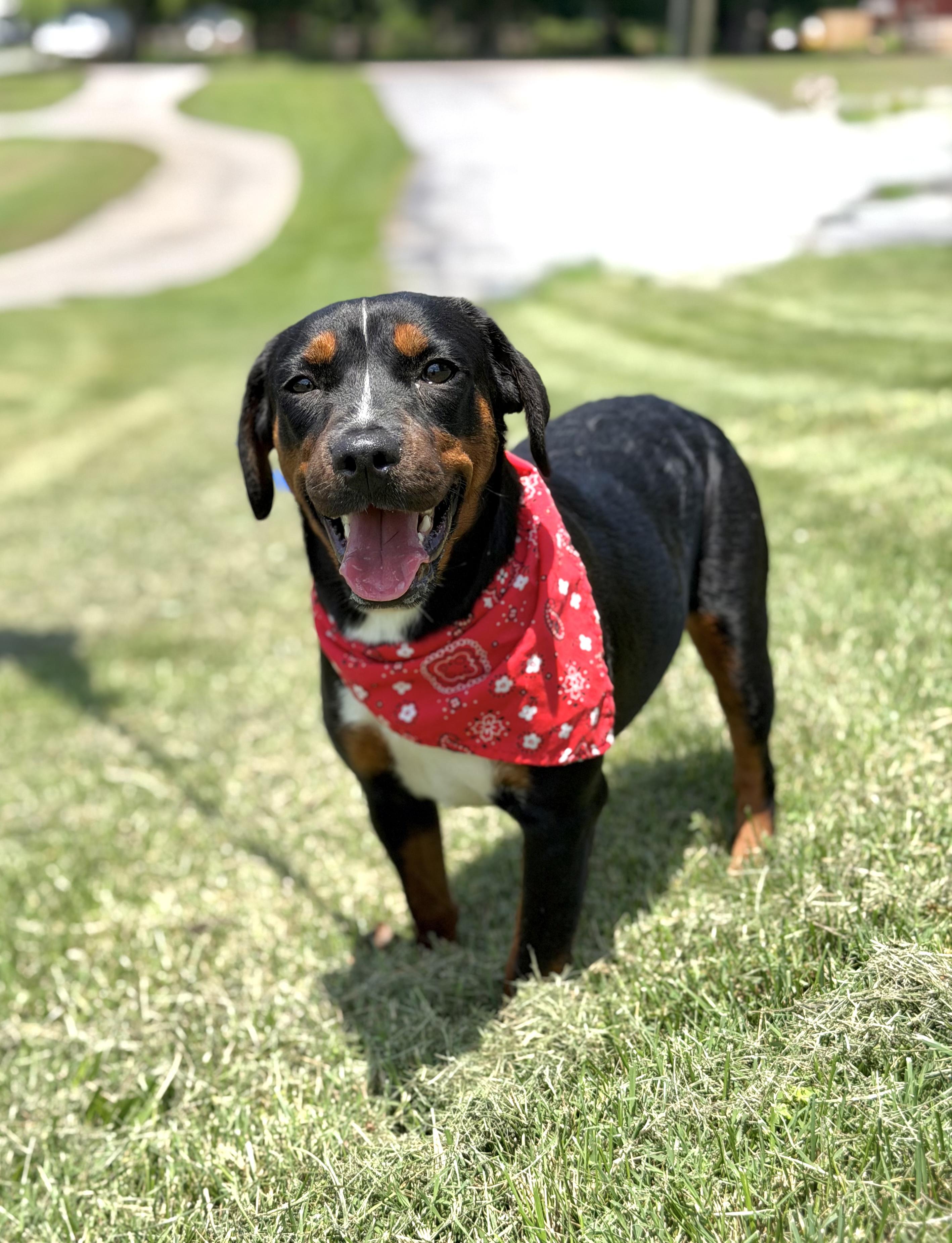 Star, a ADOPTABLE mixed breed in Maryville, TN image 3/6
