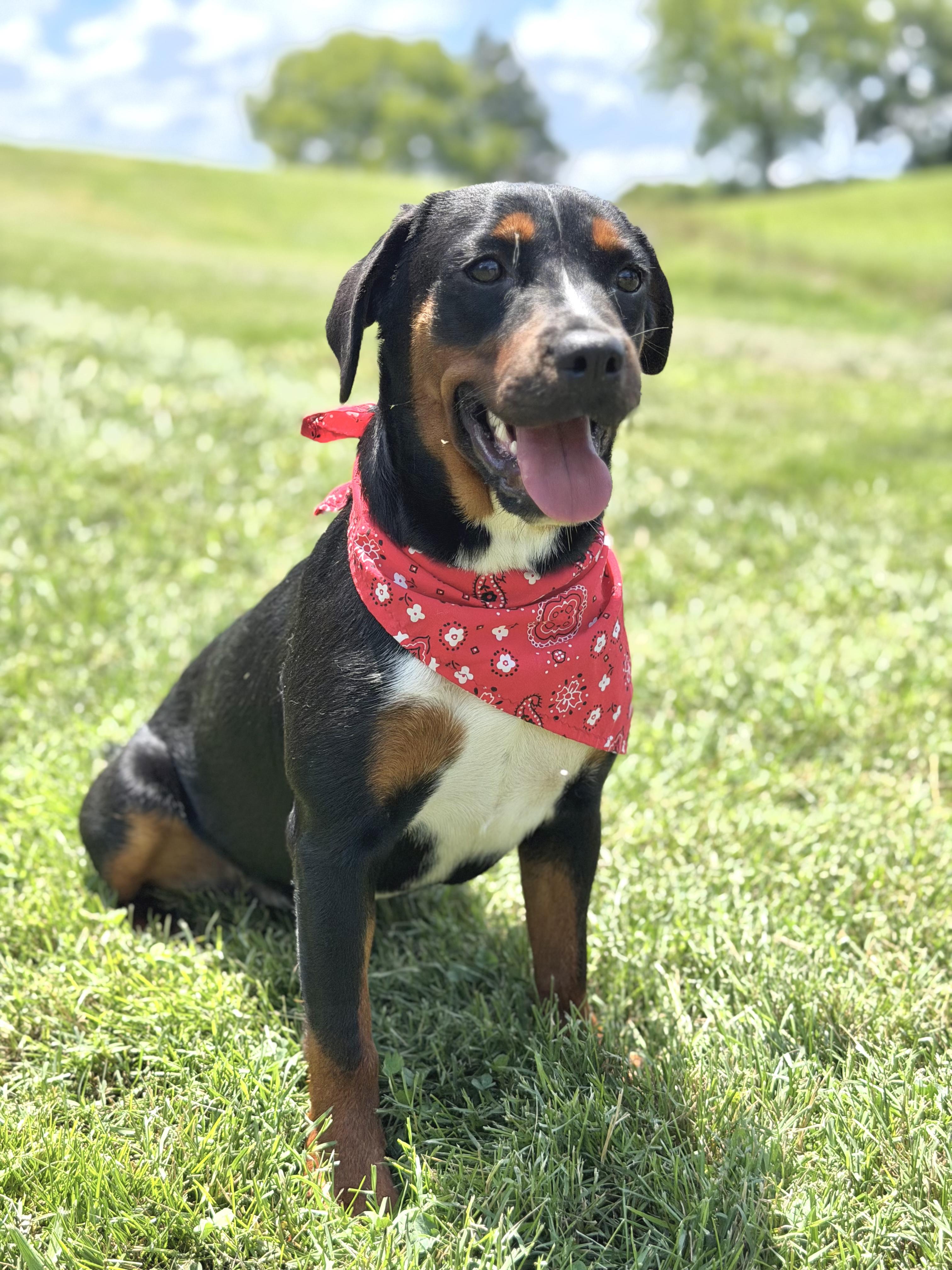 Star, a ADOPTABLE mixed breed in Maryville, TN image 6/6