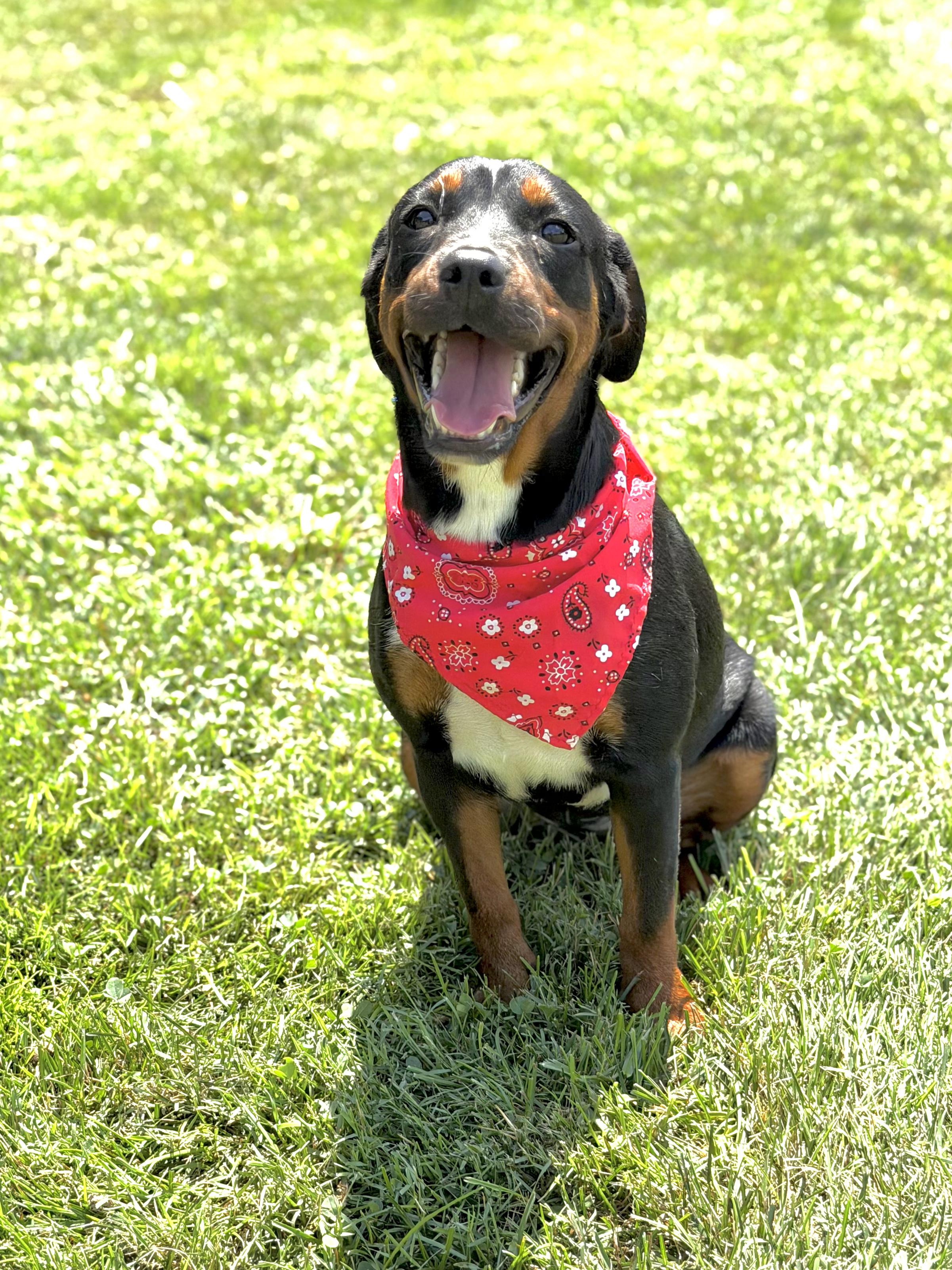 Star, a ADOPTABLE mixed breed in Maryville, TN image 4/6