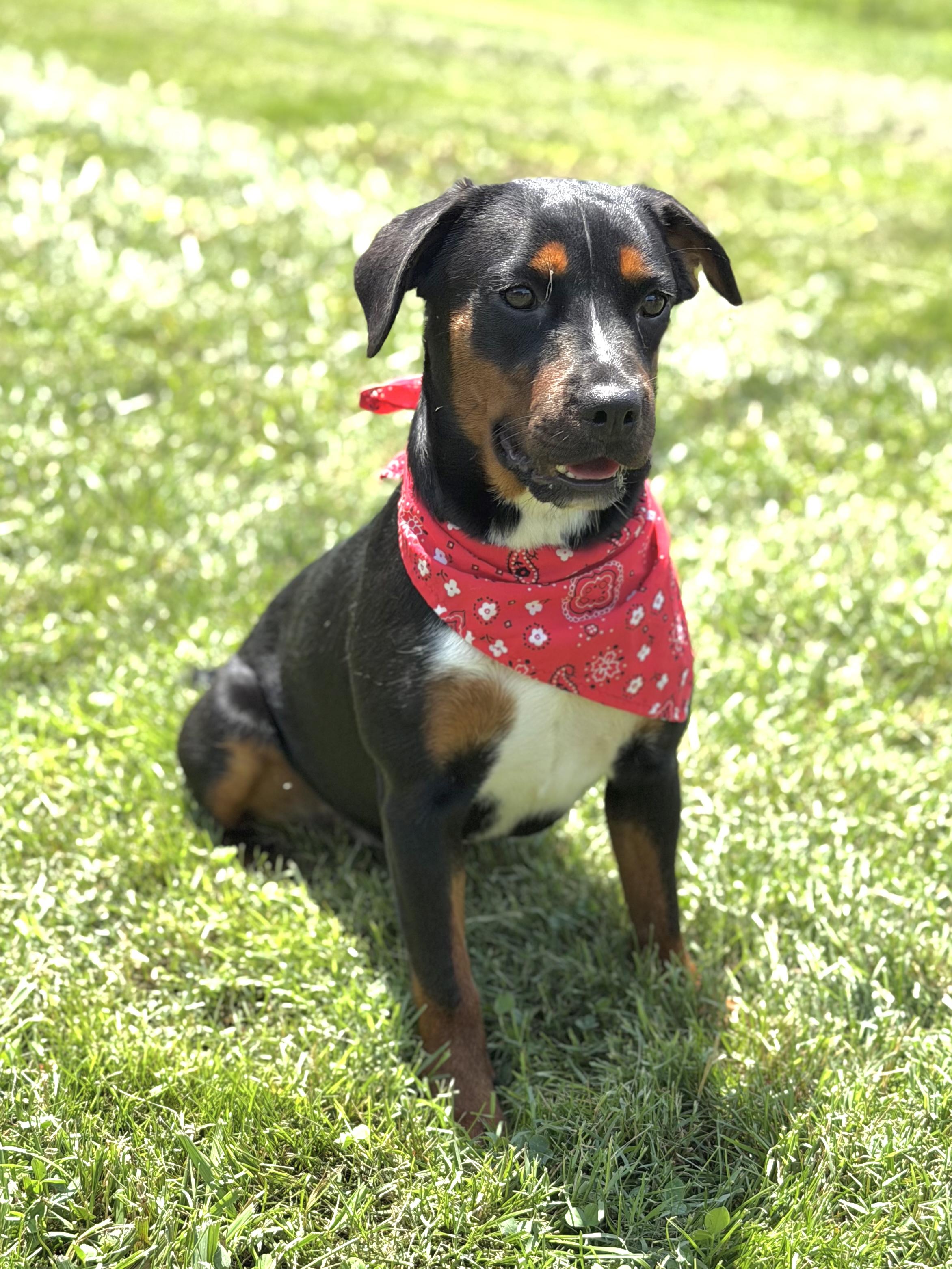 Star, a ADOPTABLE mixed breed in Maryville, TN image 2/6