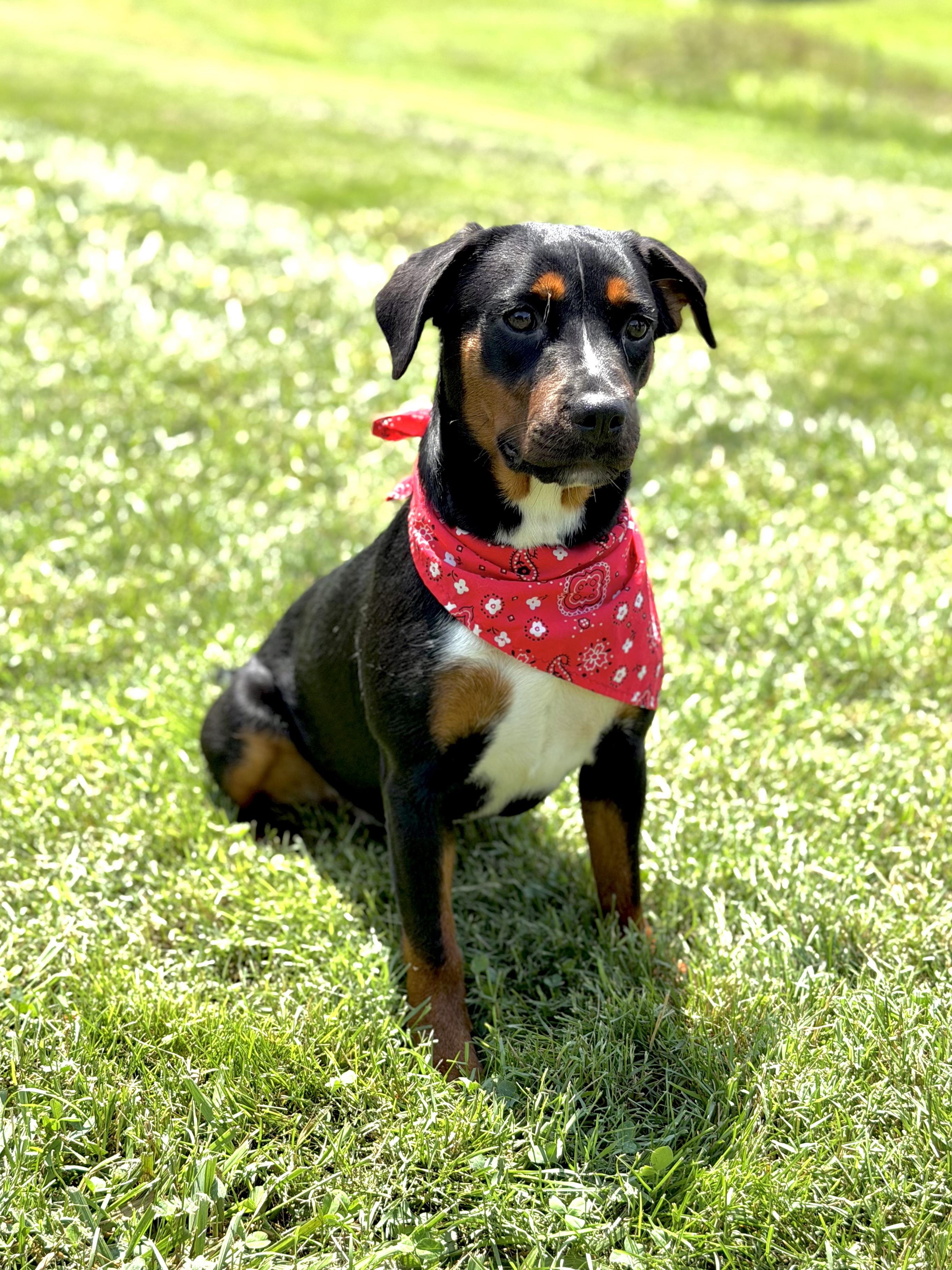 Star, ADOPTABLE, Puppy Female Hound.