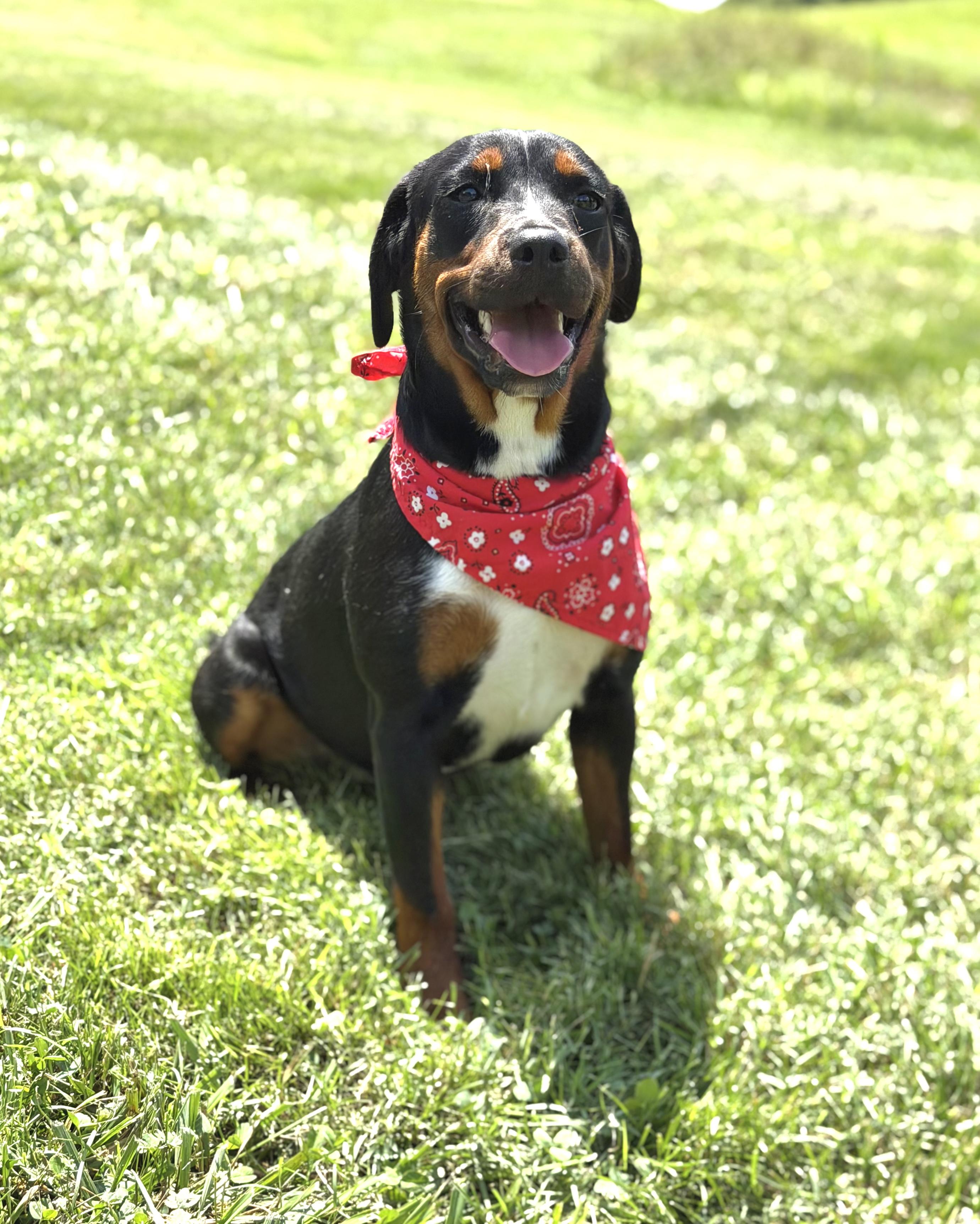 Star, a ADOPTABLE mixed breed in Maryville, TN image 5/6