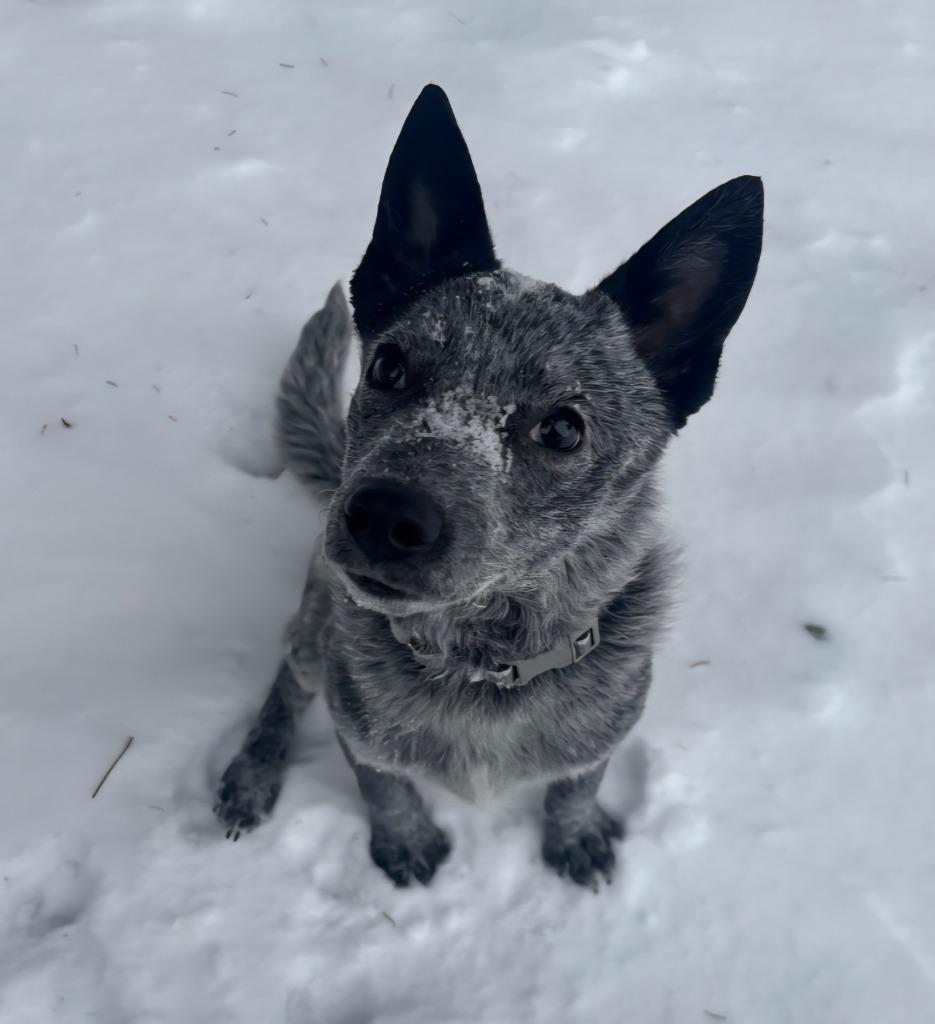 Mingus, Adoptable, Young Male Australian Cattle Dog / Blue Heeler.
