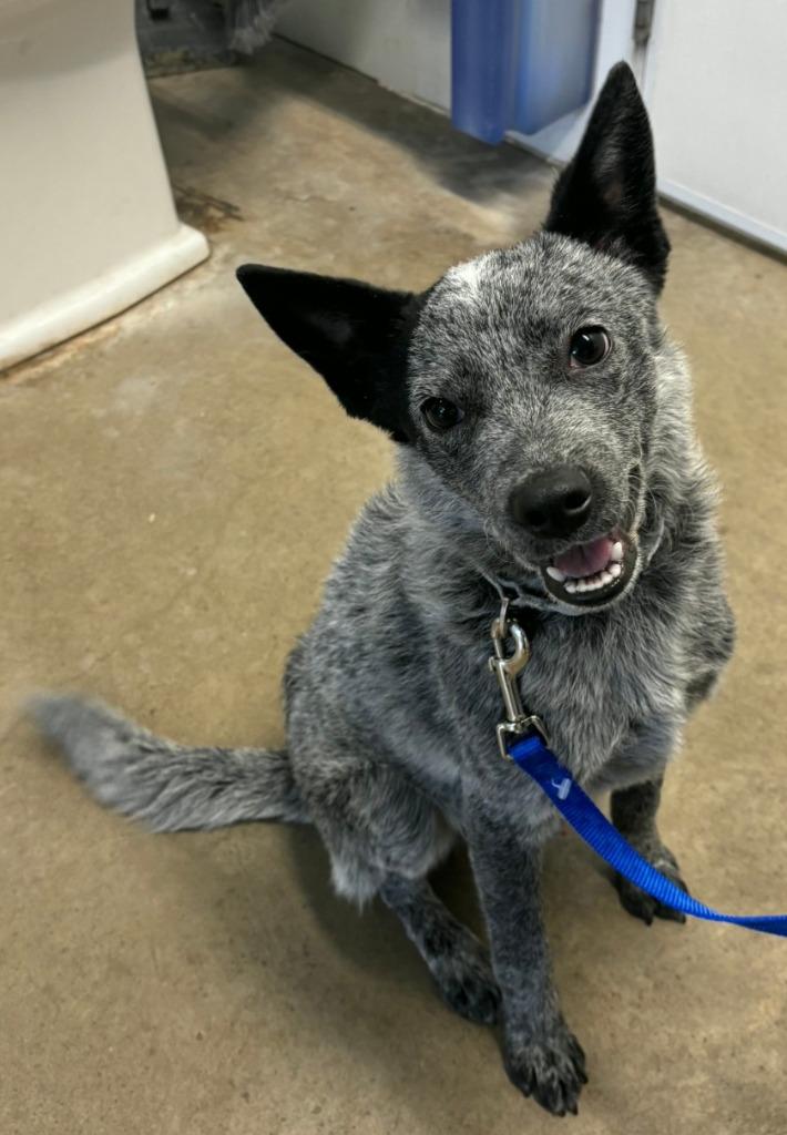 Enlarge Mingus, a Adoptable Australian Cattle Dog / Blue Heeler in Viroqua, WI image 2/3