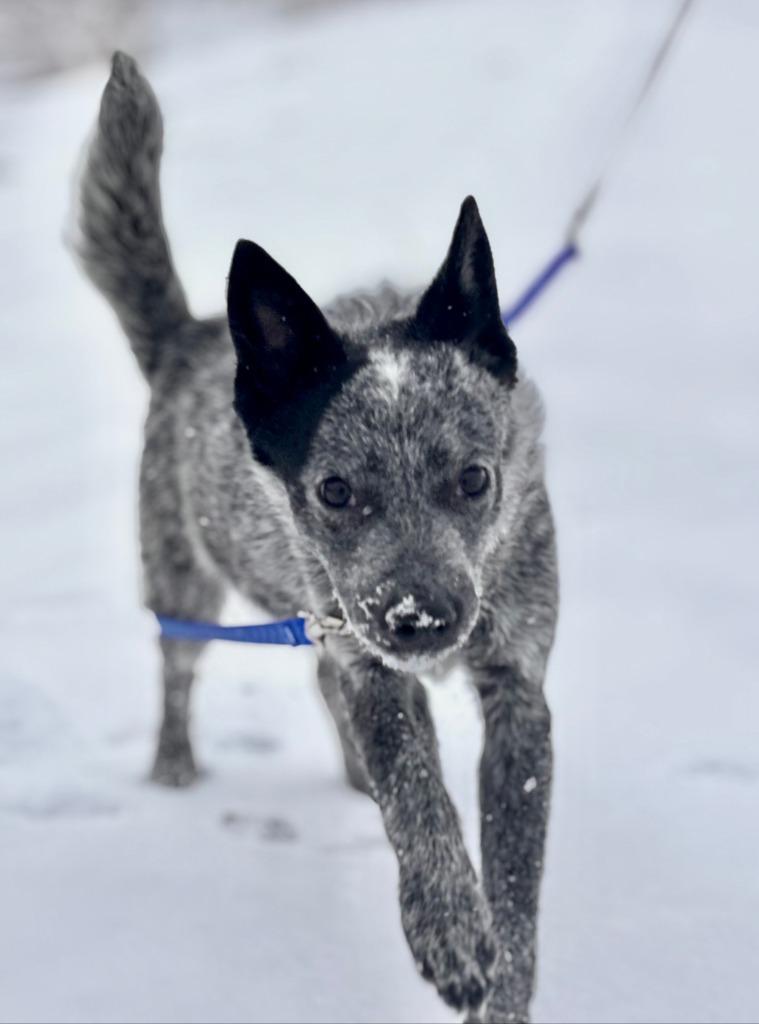 Enlarge Mingus, a Adoptable Australian Cattle Dog / Blue Heeler in Viroqua, WI image 3/3
