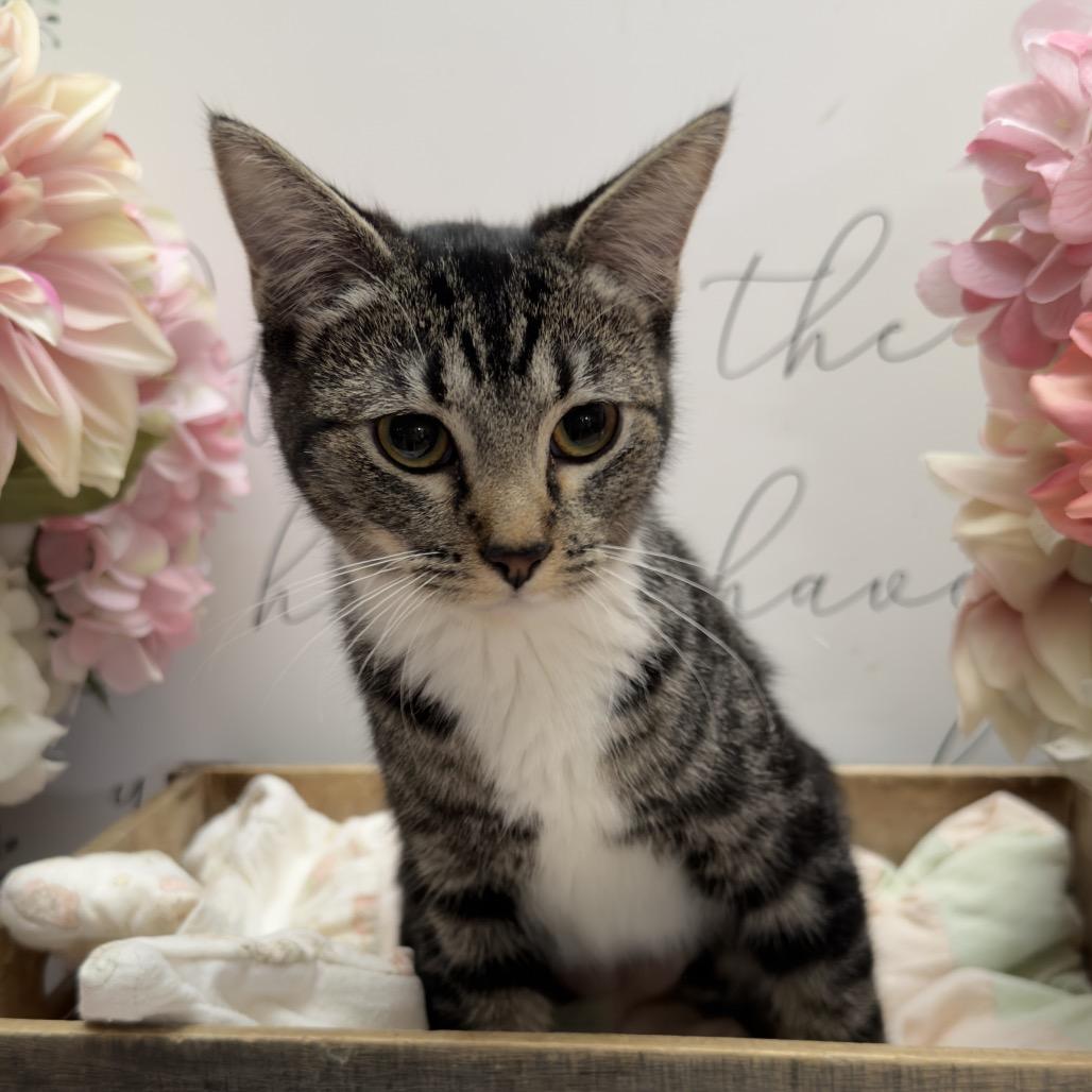 Teddy, Adoptable, Kitten Female Domestic Long Hair.