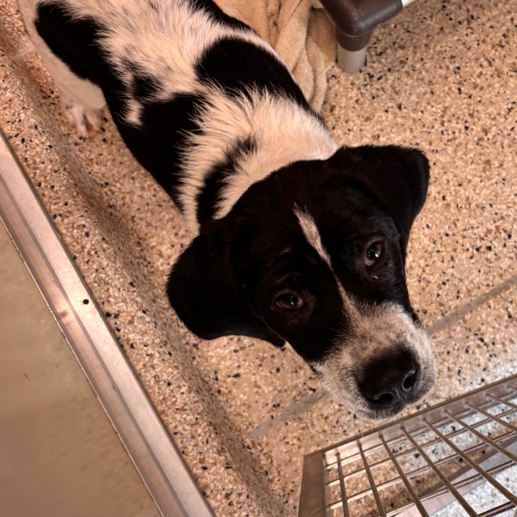 Chuck, Adoptable, Puppy Male English Springer Spaniel & Hound.