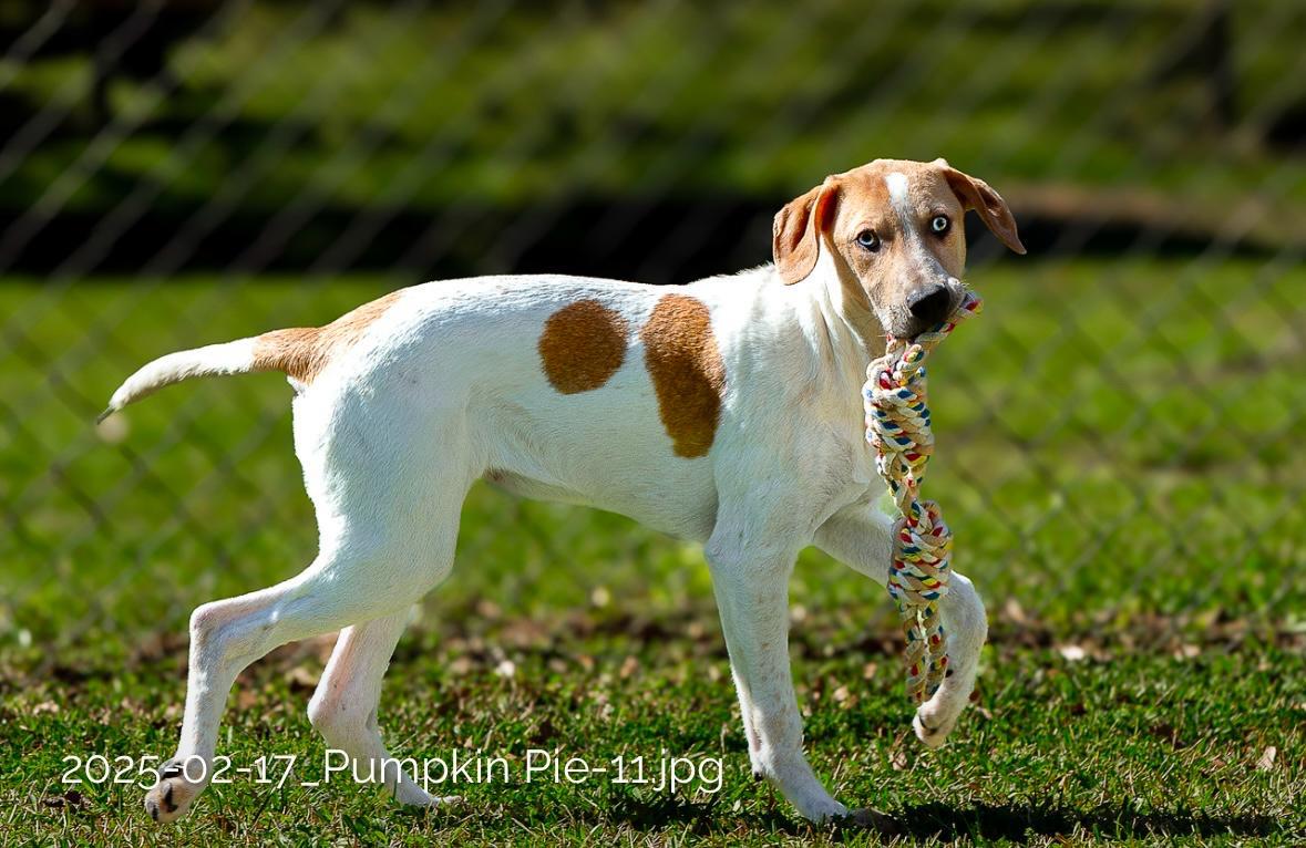 Enlarge Pumpkin Pie, a Adoptable mixed breed in Seattle, WA image 5/6