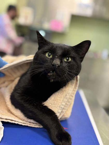 purrito, Adoptable, Young Male Domestic Short Hair & Domestic Short Hair.