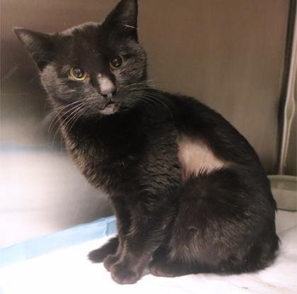 purrito, Adoptable, Young Male Domestic Short Hair & Domestic Short Hair.