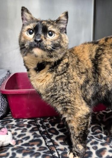 Trinity, ADOPTABLE, Adult Female Tortoiseshell.