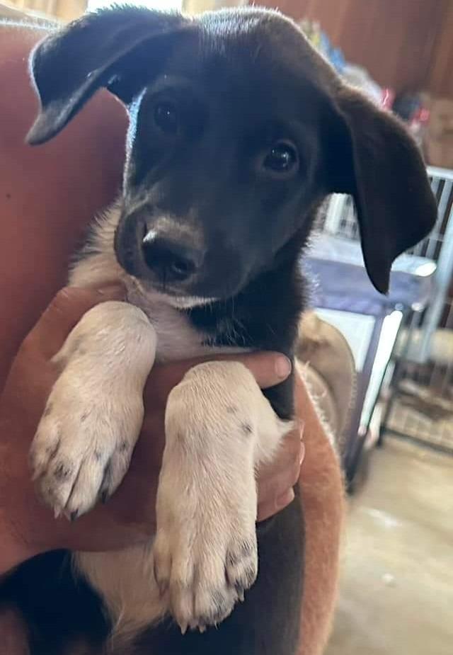 Enlarge Ranger, a Adopted mixed breed in Indianola, IA image 1/2