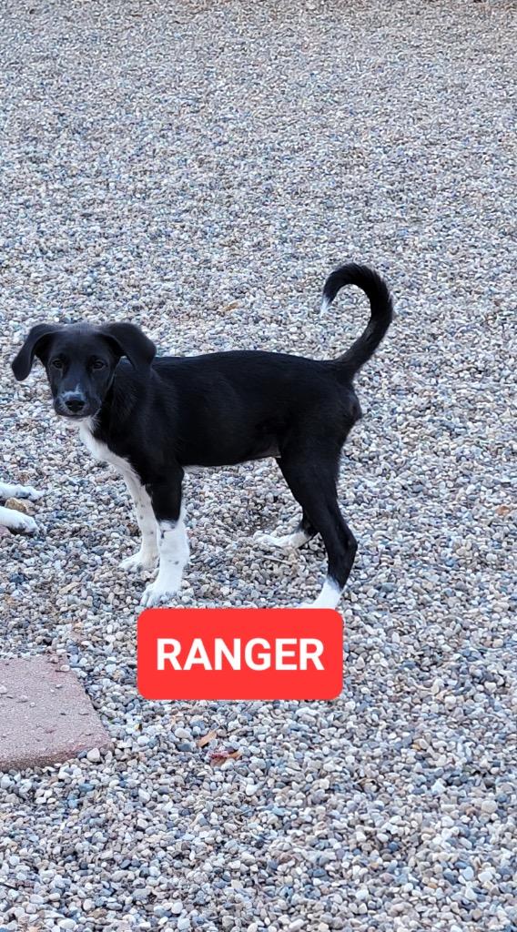 Enlarge Ranger, a Adopted mixed breed in Indianola, IA image 2/2