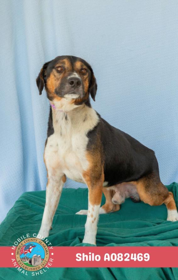 Enlarge SHILO, a Adoptable mixed breed in Mobile, AL image 1/1