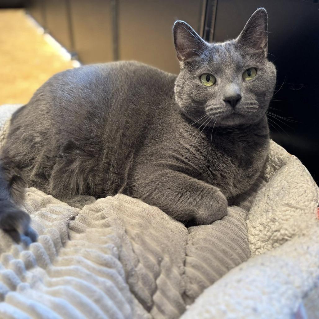 Enlarge Jack (previously Pluto), a Adoptable mixed breed in Harrisonburg, VA image 1/6