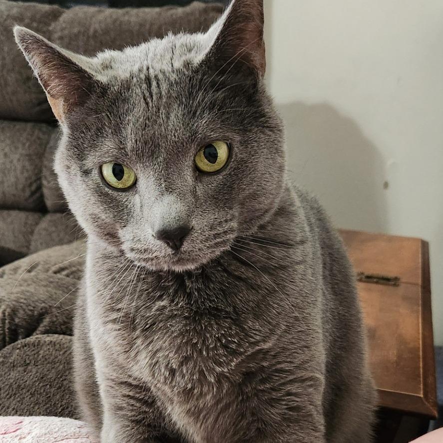 Enlarge Jack (previously Pluto), a Adoptable mixed breed in Harrisonburg, VA image 2/6