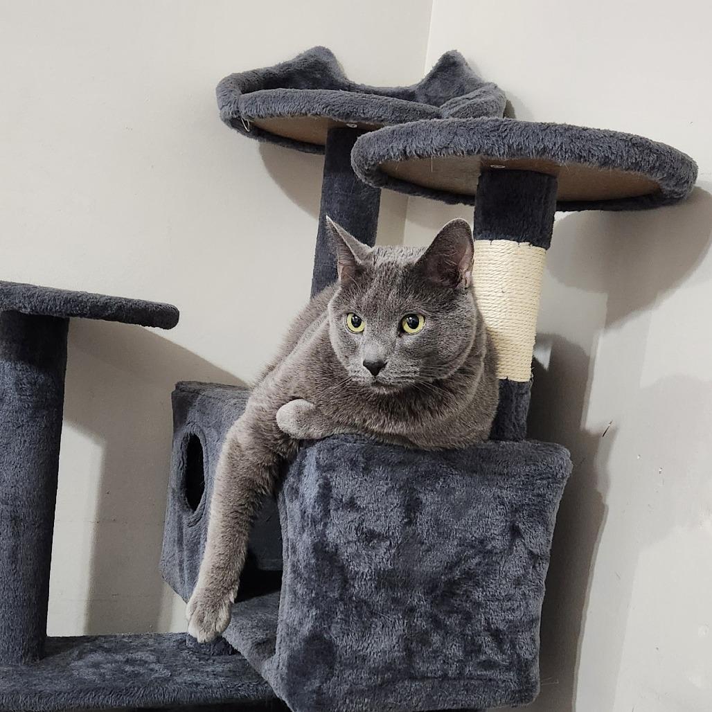 Enlarge Jack (previously Pluto), a Adoptable mixed breed in Harrisonburg, VA image 3/6