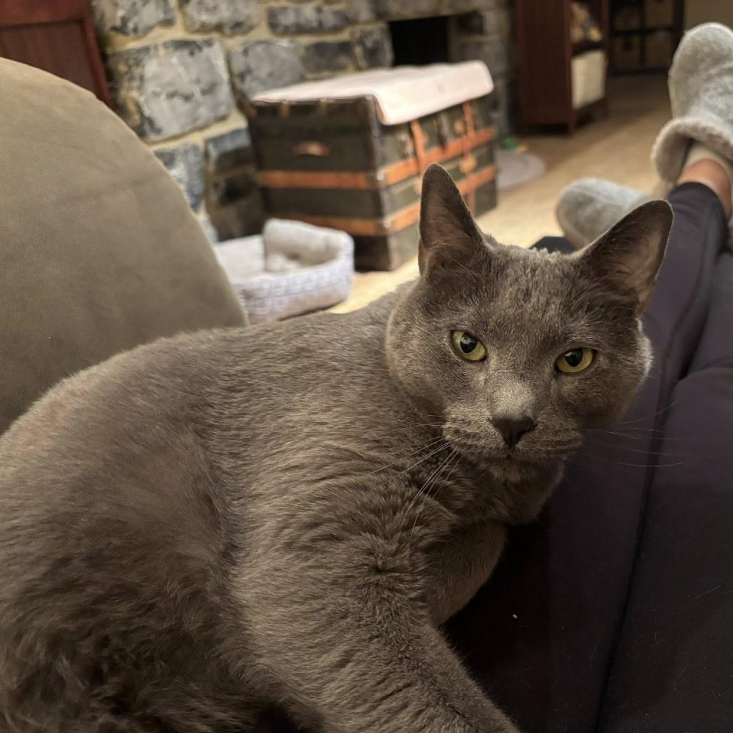 Enlarge Jack (previously Pluto), a Adoptable mixed breed in Harrisonburg, VA image 5/6