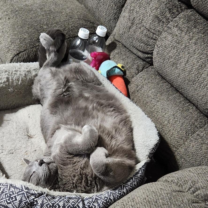 Enlarge Jack (previously Pluto), a Adoptable mixed breed in Harrisonburg, VA image 6/6