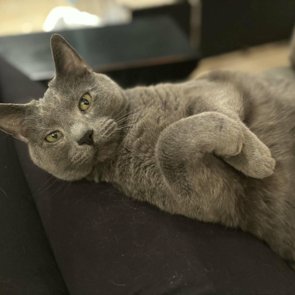 Enlarge Jack (previously Pluto), a Adoptable mixed breed in Harrisonburg, VA image 6/6