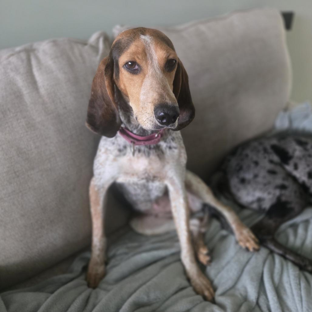 Enlarge Susan @ Foster, a Adoptable Mixed Breed in Summerville, SC image 2/5