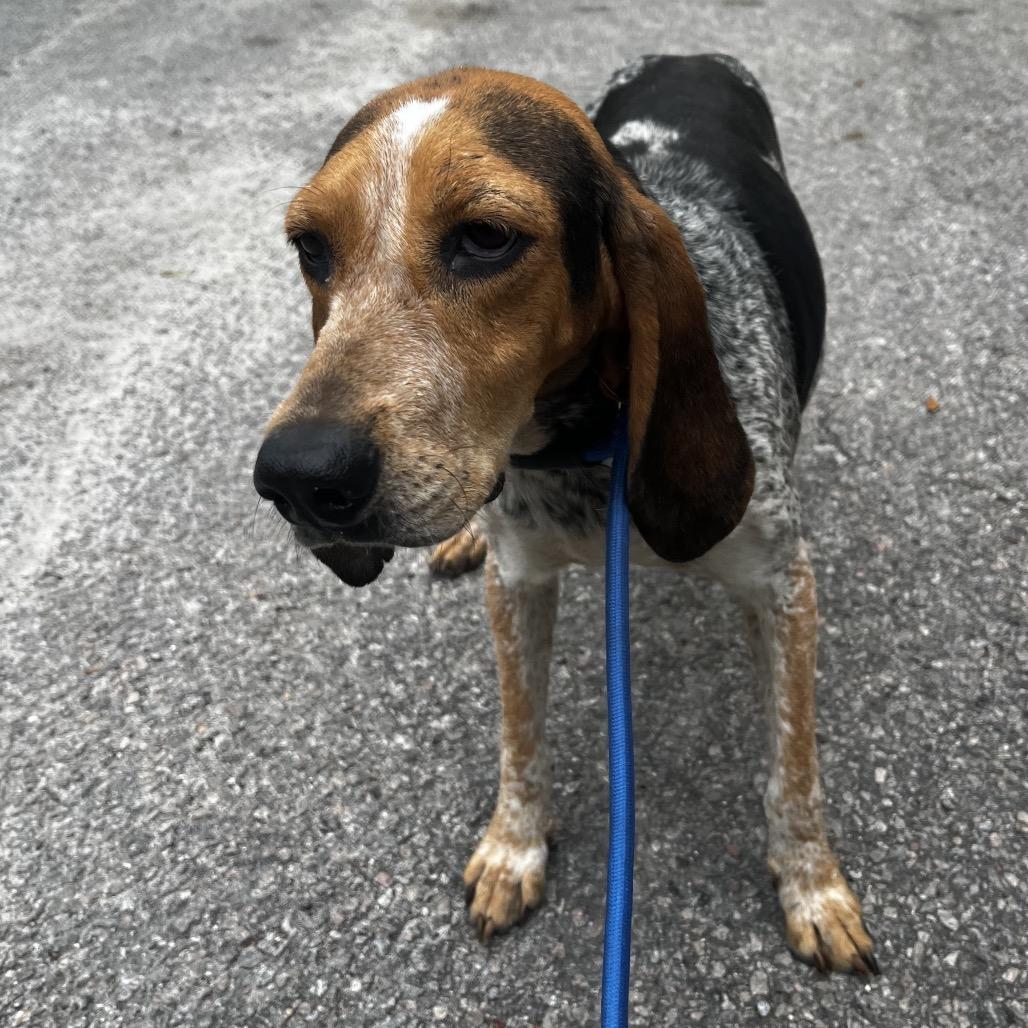 Susan, Adoptable, Adult Female Mixed Breed.