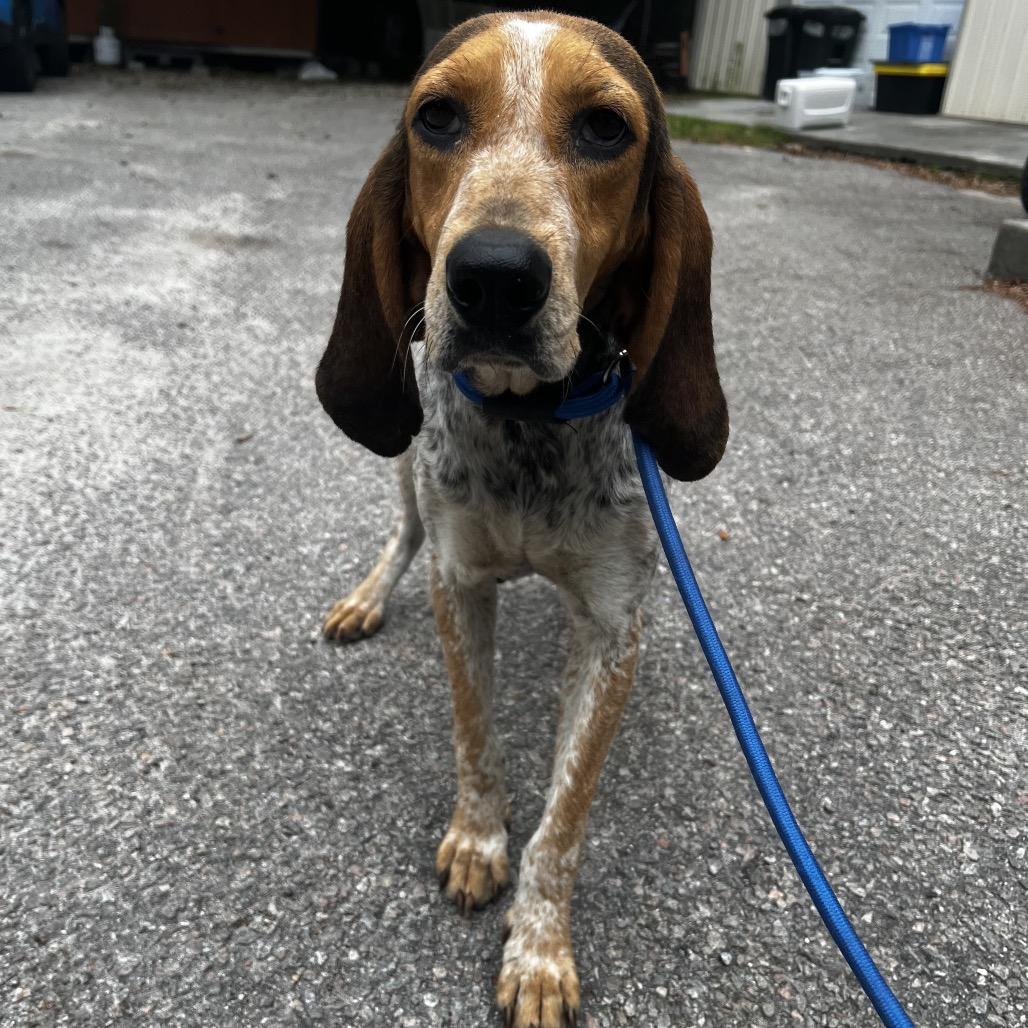 Enlarge Susan, a Adoptable Mixed Breed in Summerville, SC image 2/2