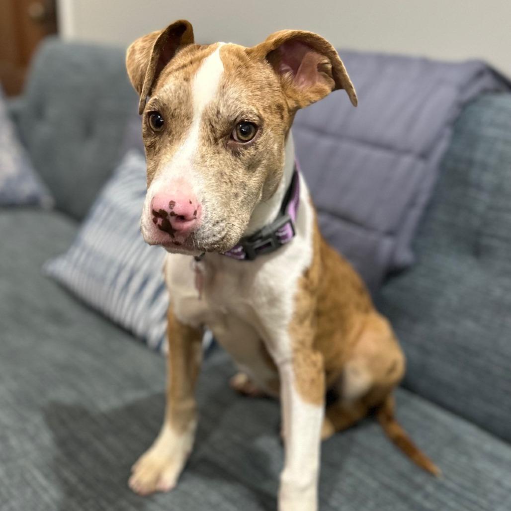 Enlarge Spots, a Adoptable Pit Bull Terrier in East Saint Louis, IL image 1/4