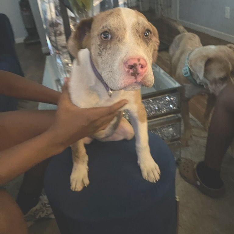 Enlarge Spots, a Adoptable Pit Bull Terrier in East Saint Louis, IL image 2/4