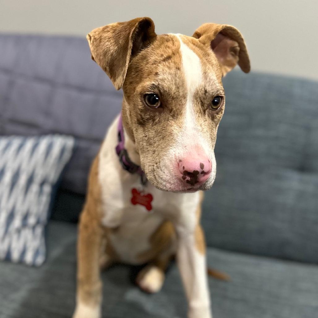 Enlarge Spots, a Adoptable Pit Bull Terrier in East Saint Louis, IL image 3/4