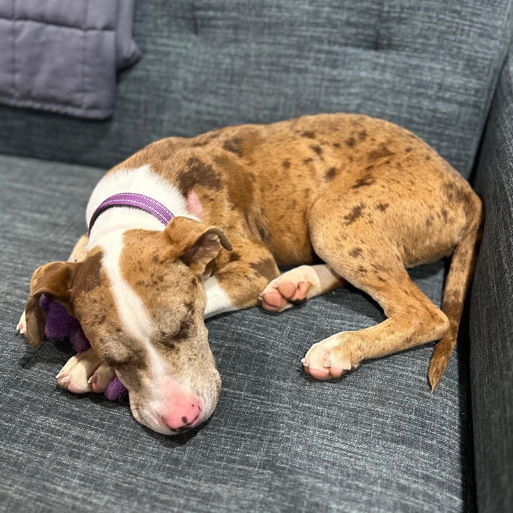 Enlarge Spots, a Adoptable Pit Bull Terrier in East Saint Louis, IL image 4/4