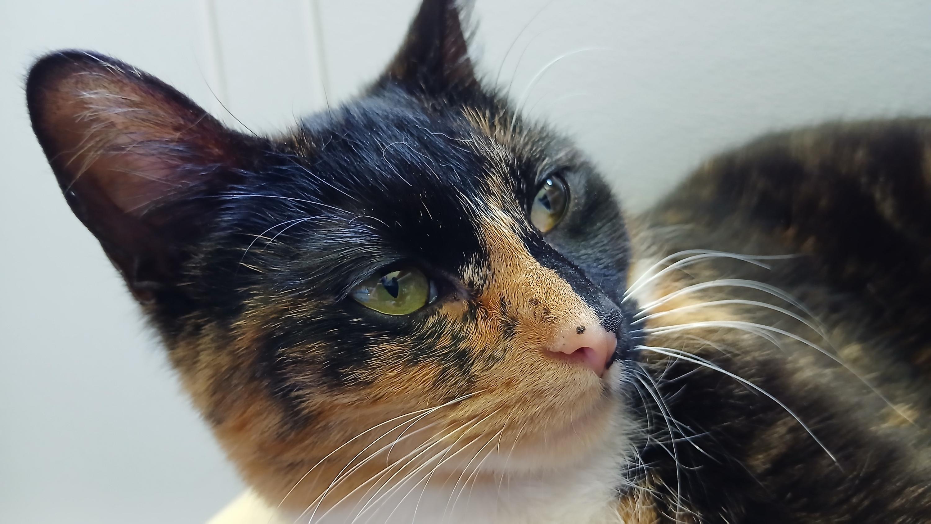 Enlarge Keke, a Adoptable Domestic Short Hair in Cullowhee, NC image 3/6