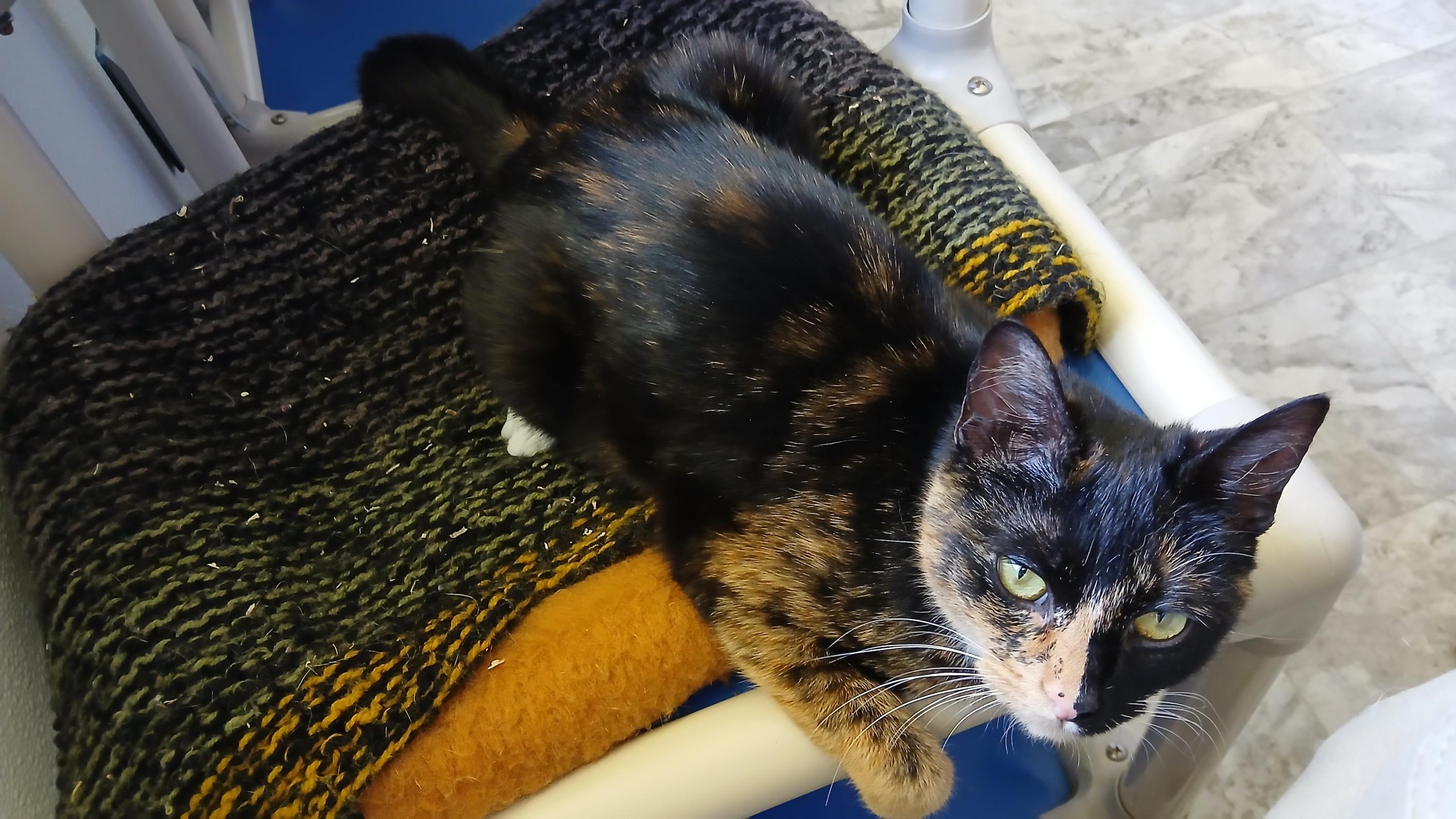 Enlarge Keke, a Adoptable Domestic Short Hair in Cullowhee, NC image 4/6