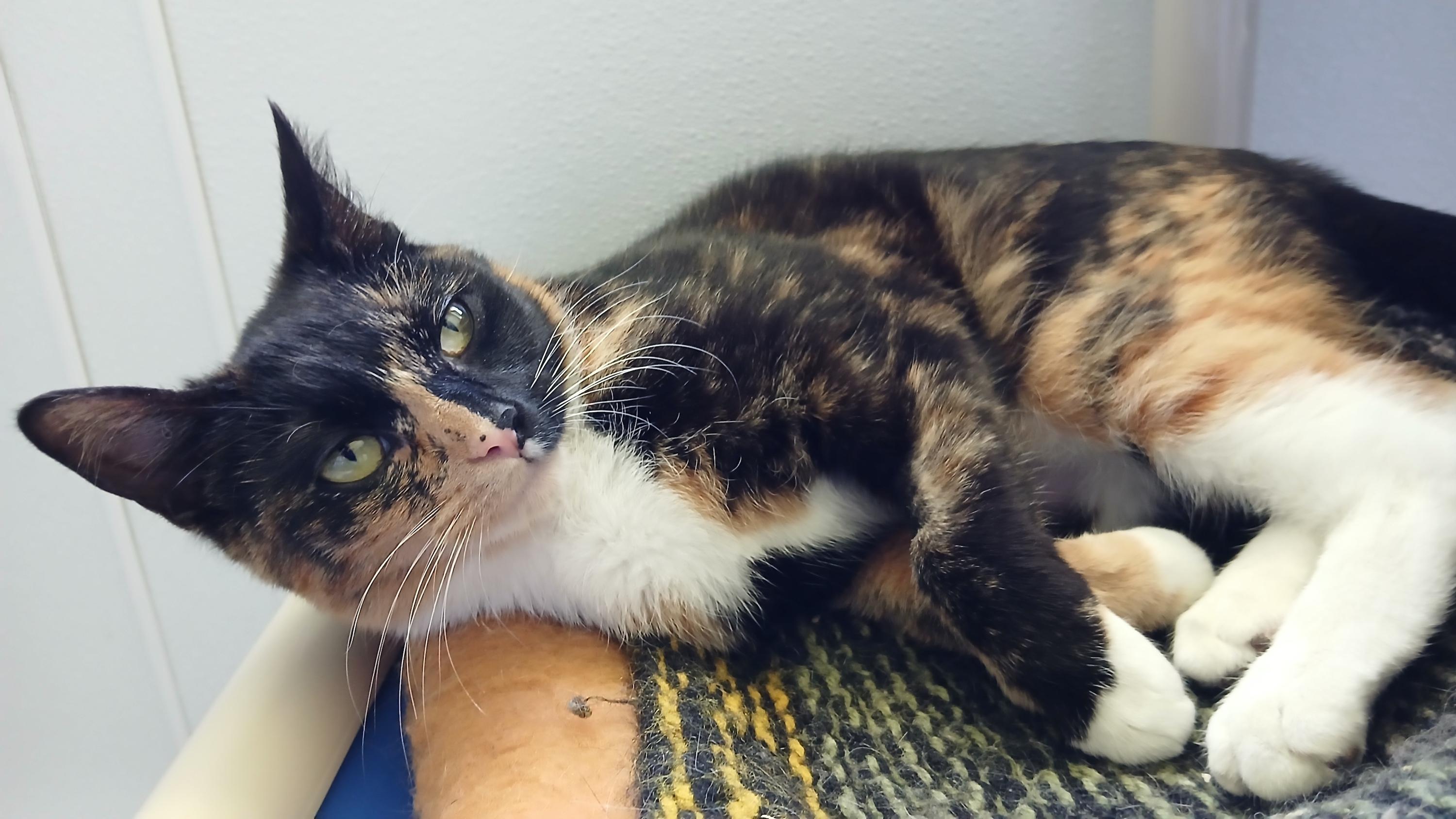 Enlarge Keke, a Adoptable Domestic Short Hair in Cullowhee, NC image 6/6