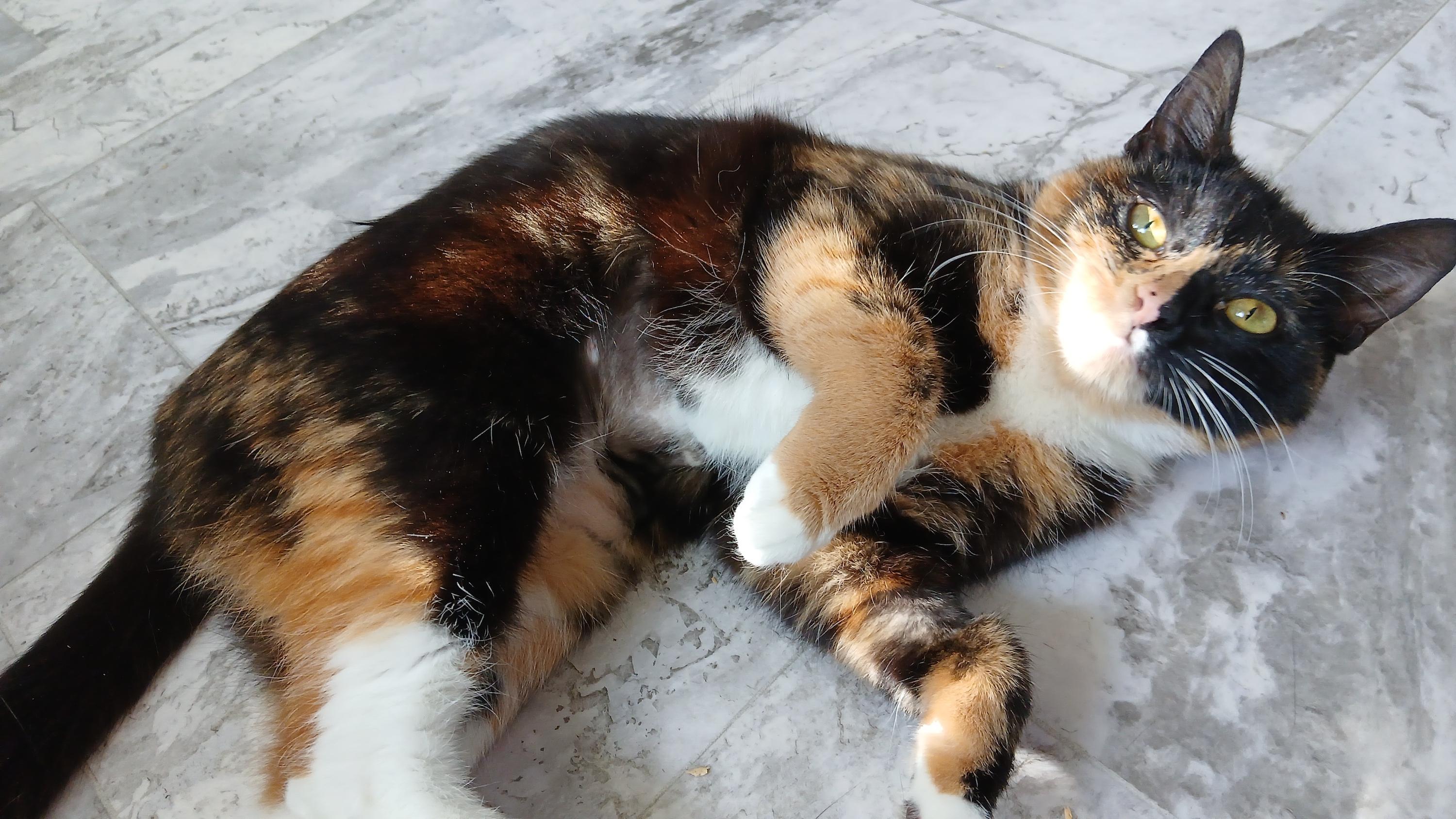 Enlarge Keke, a Adoptable Domestic Short Hair in Cullowhee, NC image 2/6