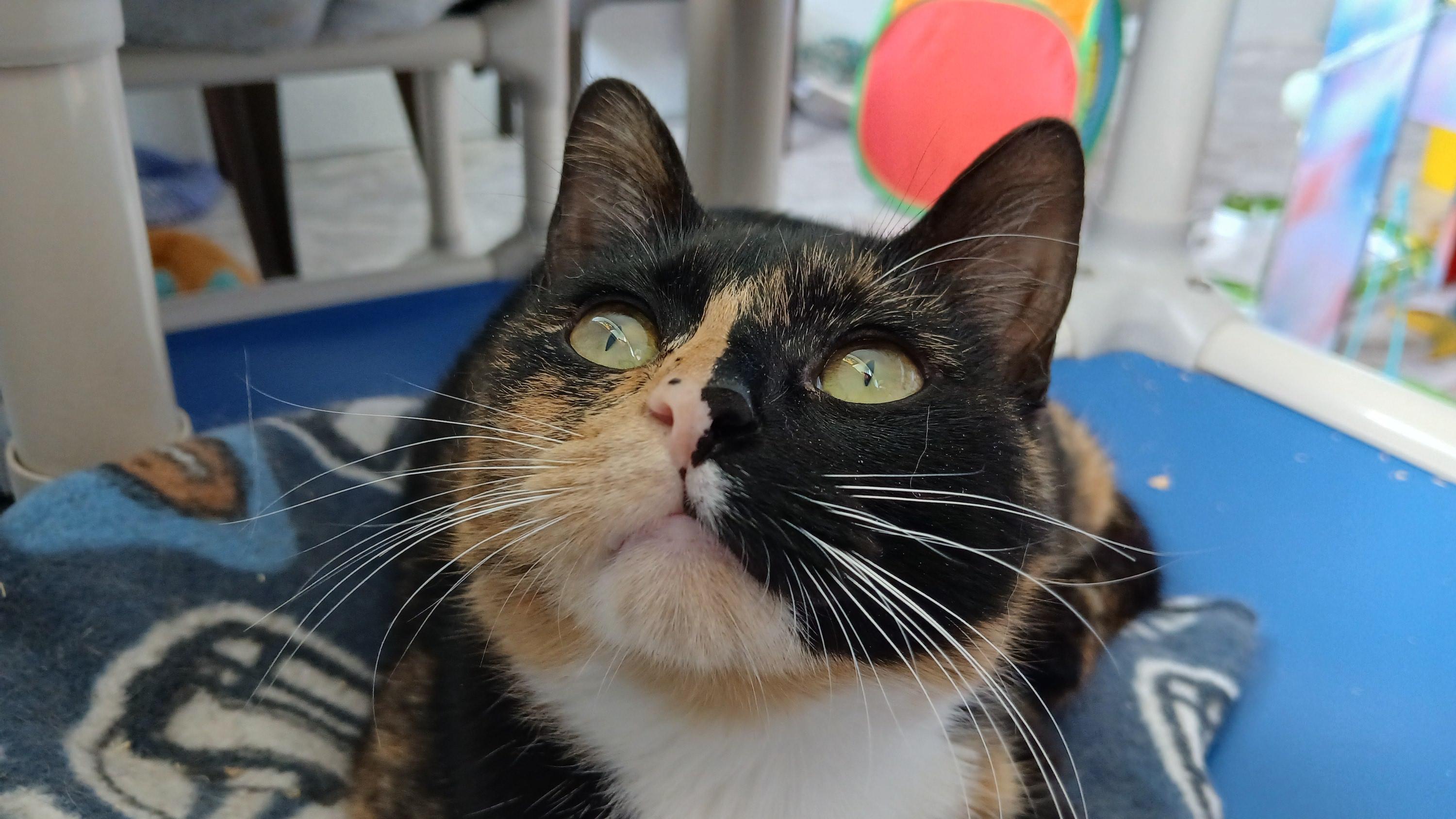 Enlarge Keke, a Adoptable Domestic Short Hair in Cullowhee, NC image 1/6